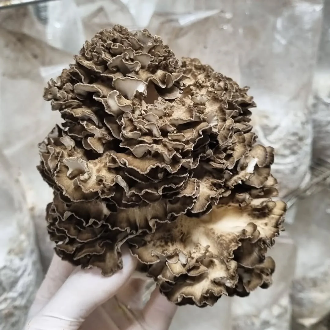 AM PACK - Image 6