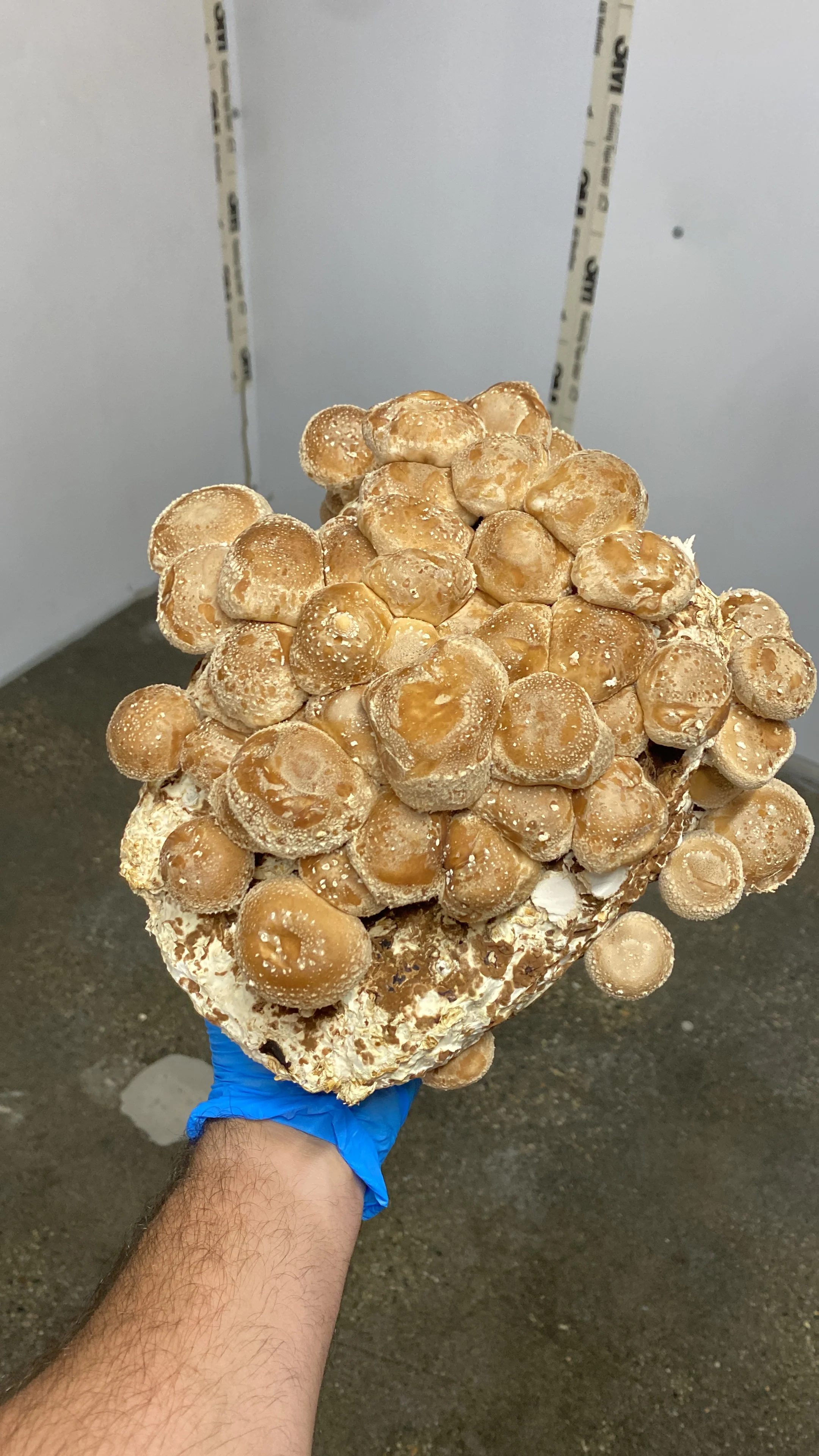 PM PACK - Image 6