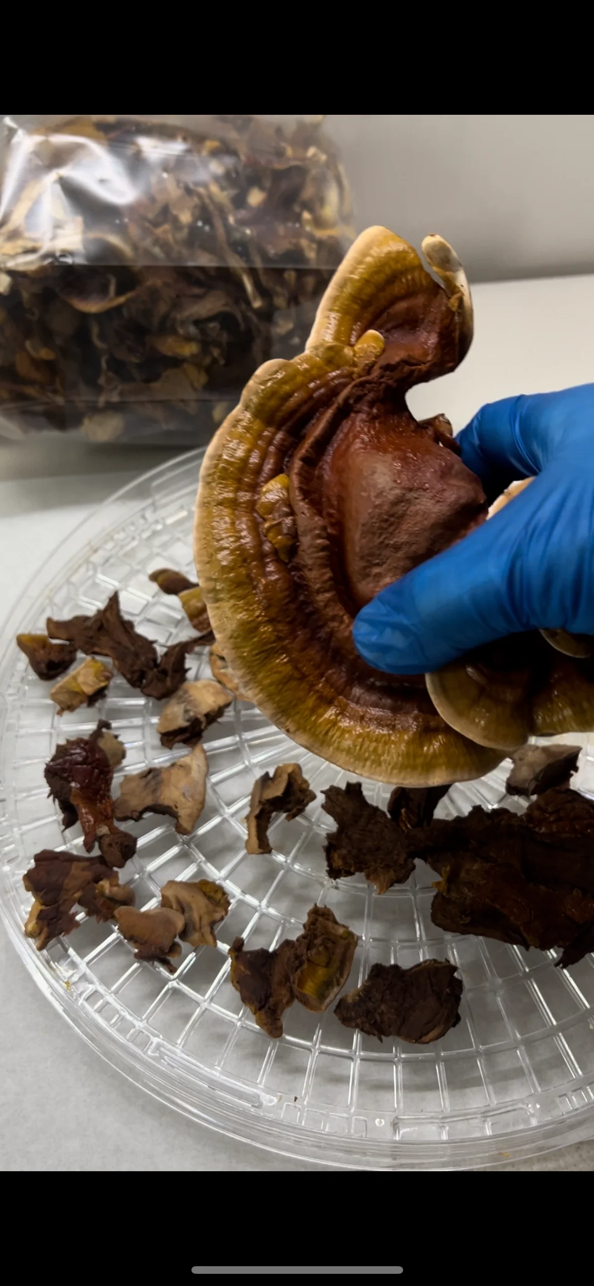 REISHI - Image 11