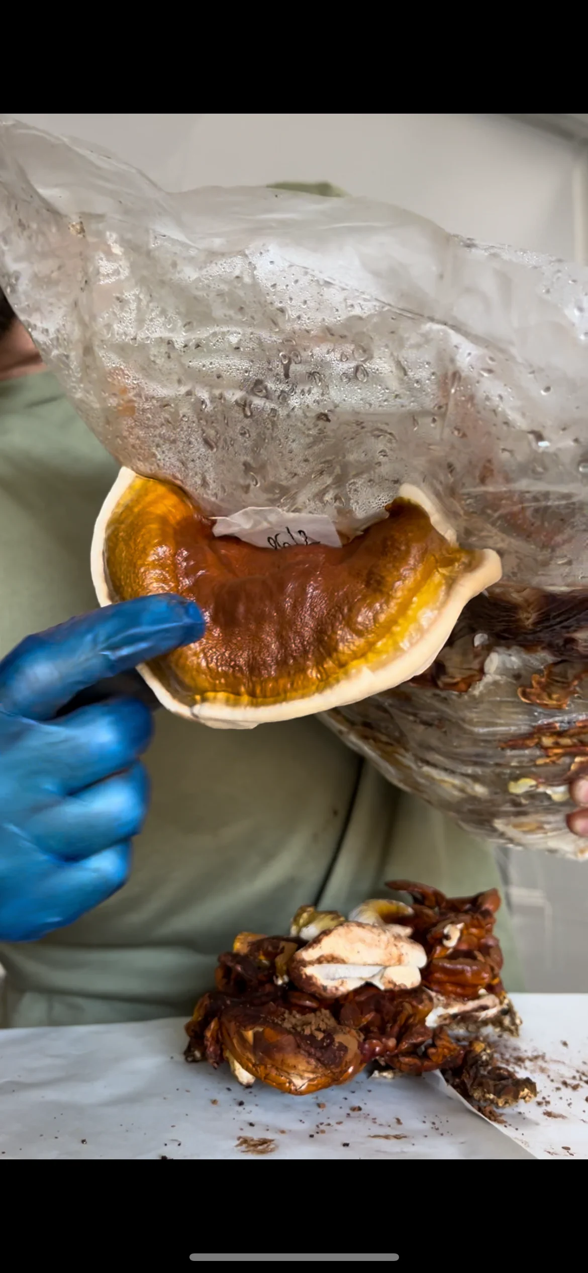 REISHI - Image 9
